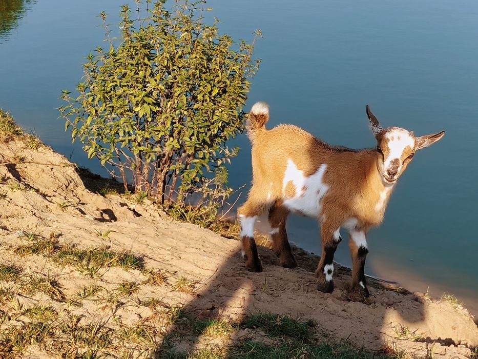 Koziołek miniatura,kozy miniaturki