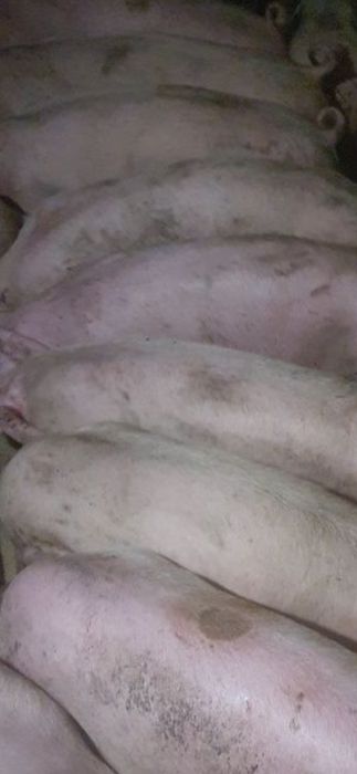 Prosięta Rasowe z Papierami