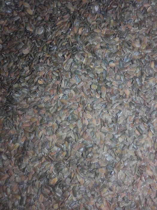 Maciejka dwuroga rórzowata