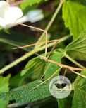 3 szt Patyczak rogaty - Medauroidea extradentata