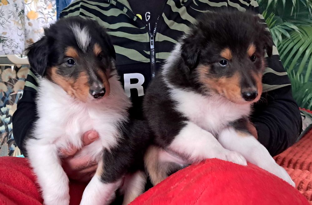 Szczeniaczek Owczarek Szkocki Collie