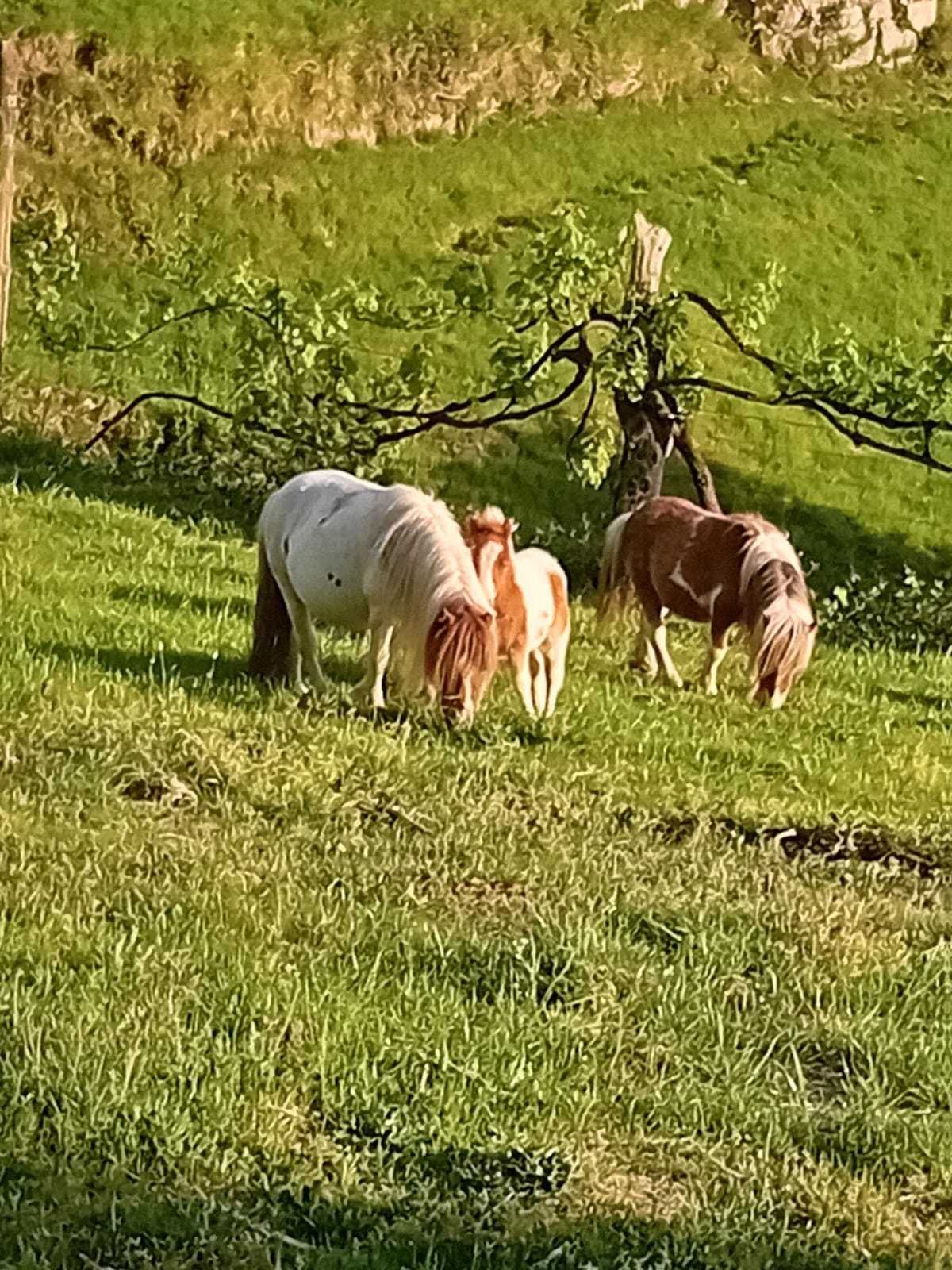 Vendo 4 póneis fêmeas e machos