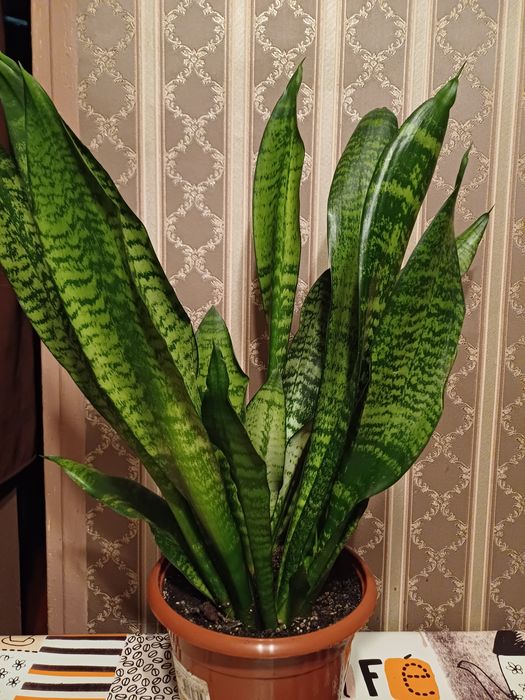 Сансевієрія квітка кімнатна