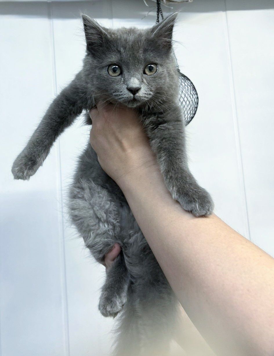 Кошеня британець котик 3 міс шукає родину