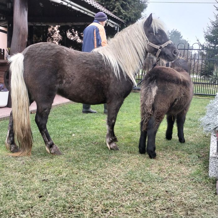 Sprzedam klacz kucyka ze zrebakiem