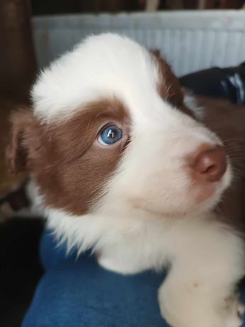 Szczeniak border collie