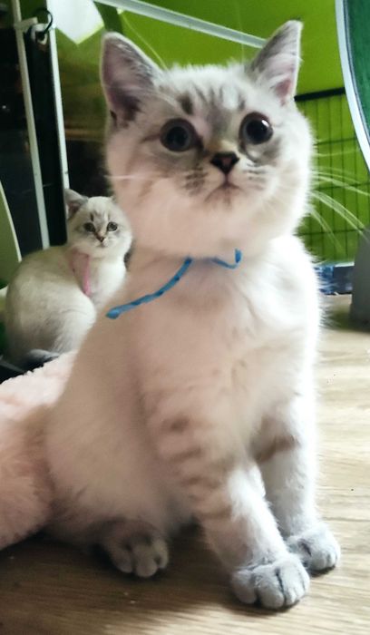 Kocurek Brytyjski (PZF) Staś – przytulas który szuka swojego człowieka