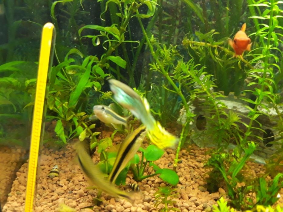 Małe rybki gupik molinezia mieczyk
