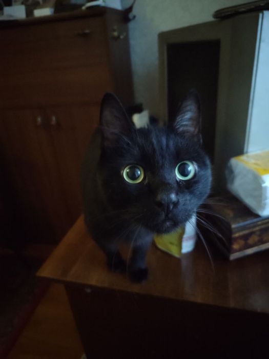 Віддаємо кота і кішку за дармо