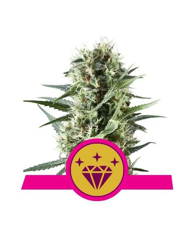 nasiona marihuany super cena RQS oryginalne - Special Kush #1 3szt.