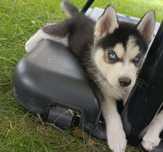 Szczeniak husky syberian hasky