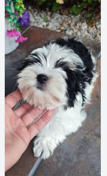 Yorkshire terrier biewer suczka