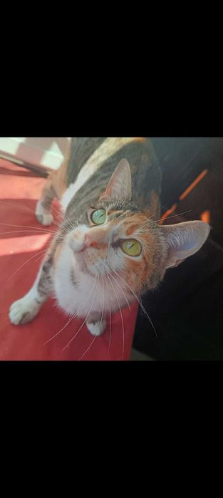 Gata para adoção consciente