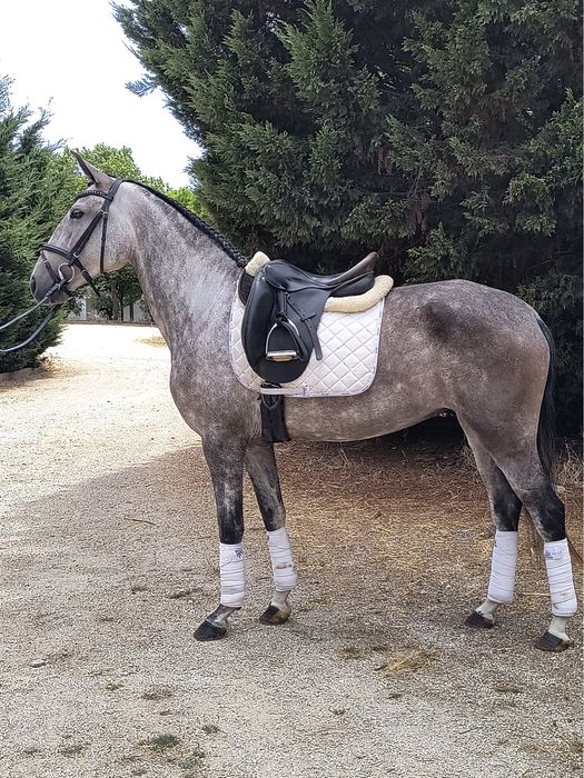 Égua Puro-Sangue Lusitano