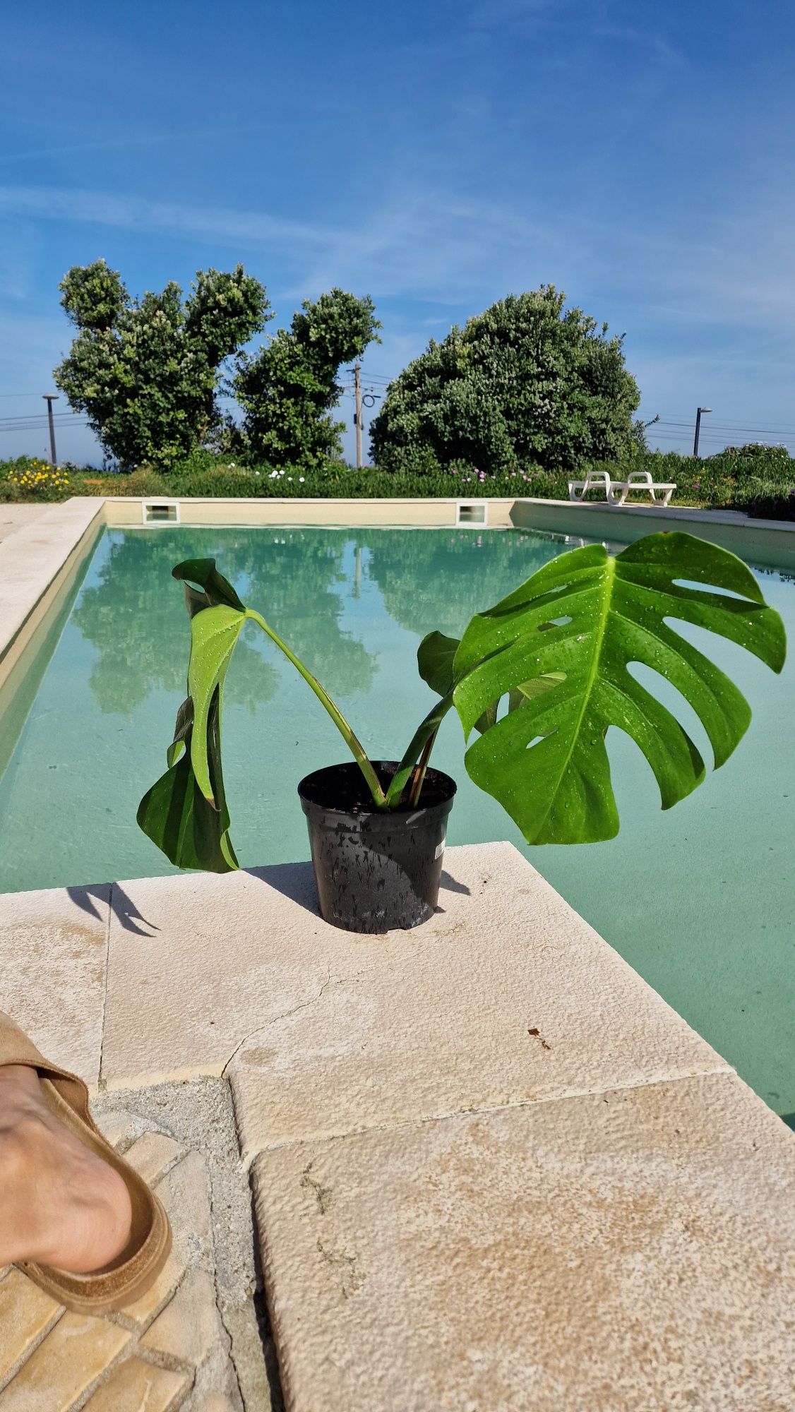 Monstera Albo Variegata