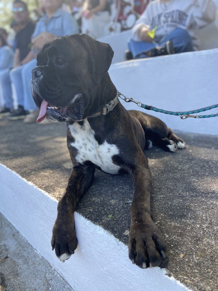 Boxer tigrado para cruzamento