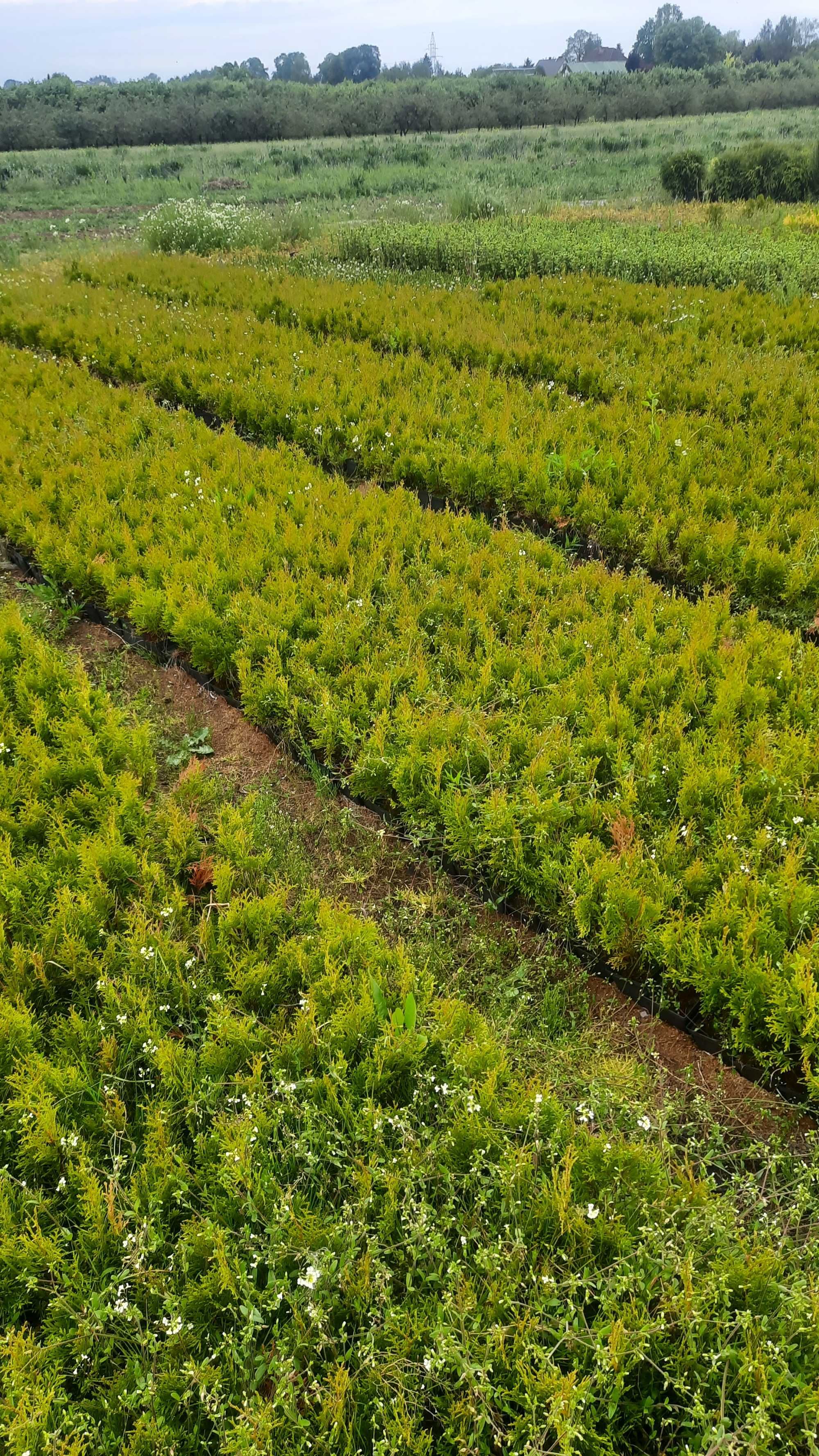 Tuja szmaragd p9. 2,5zł.20-30cm. brabant świerk pospolity srebrny .