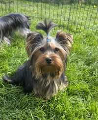 Yorkshire terrier