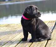 Wspaniały szczeniak Labrador Retriever