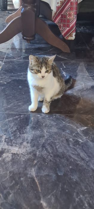 Віддам Безкоштовно кошеня Хлопчик