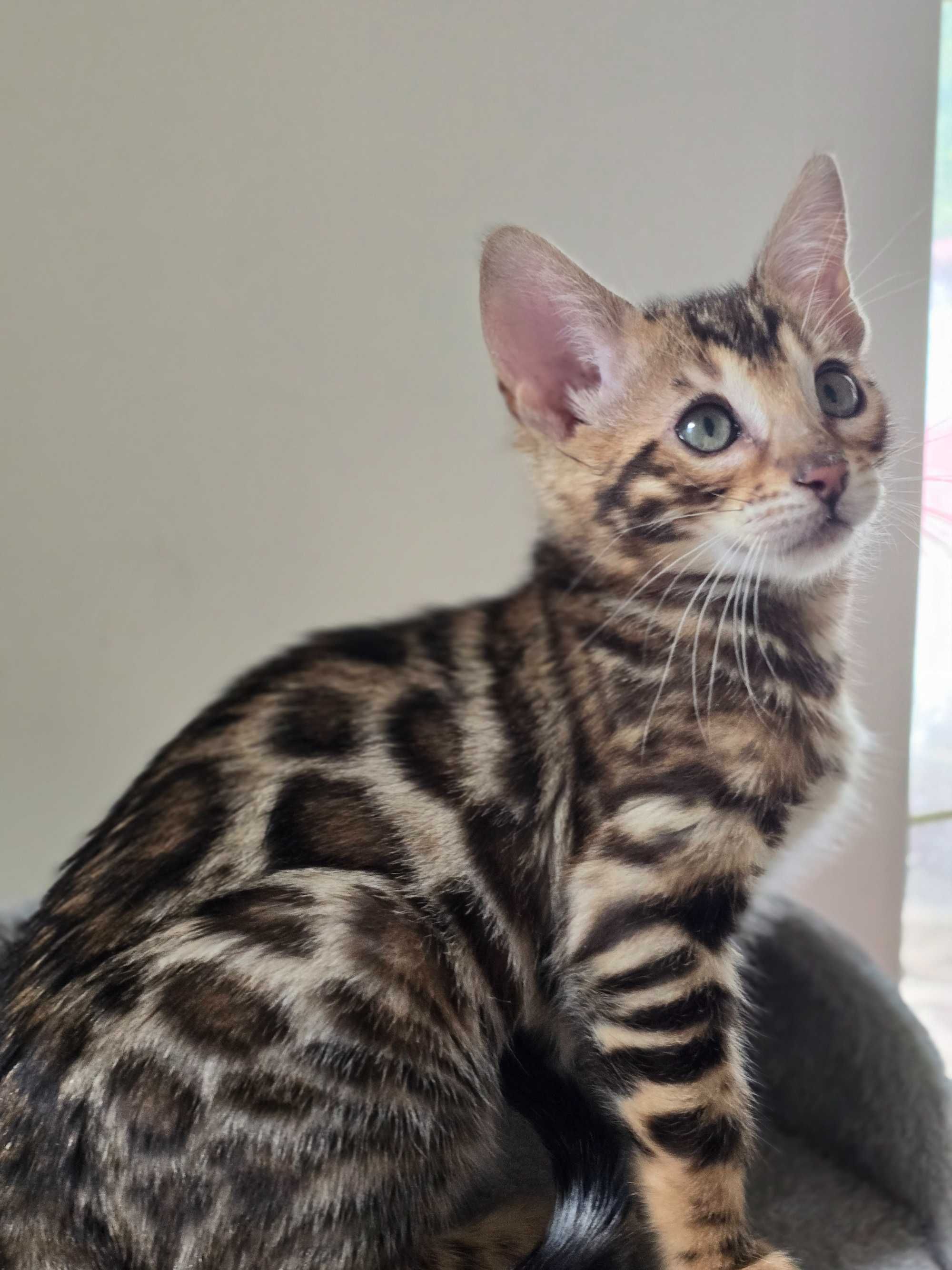 Kocurek Bengalski gotowy do odbioru