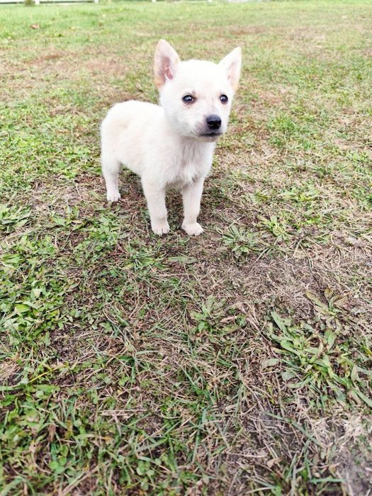 Віддам песиків у добрі руки!!!