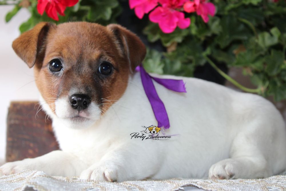 Sunia Jack Russell Terrier ZKwP FCI Gotowa do odbioru