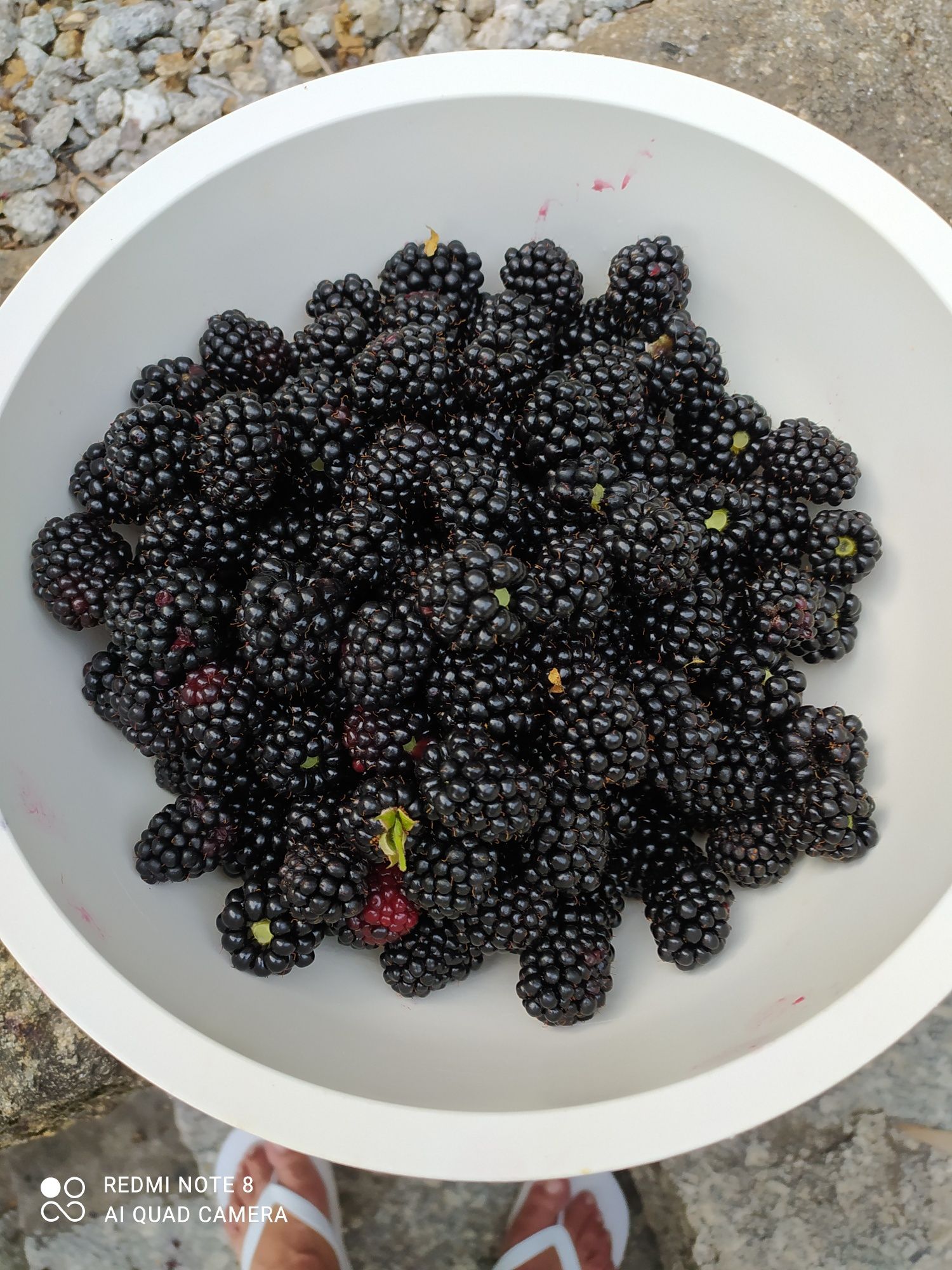 Amora gigante em vaso