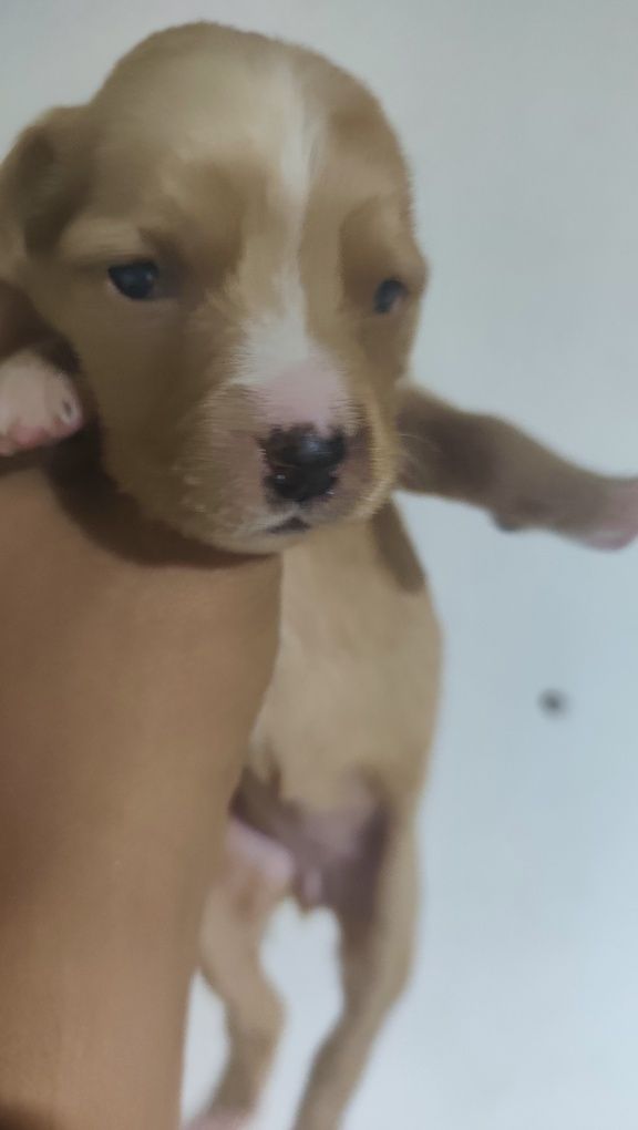 Animais para adoção