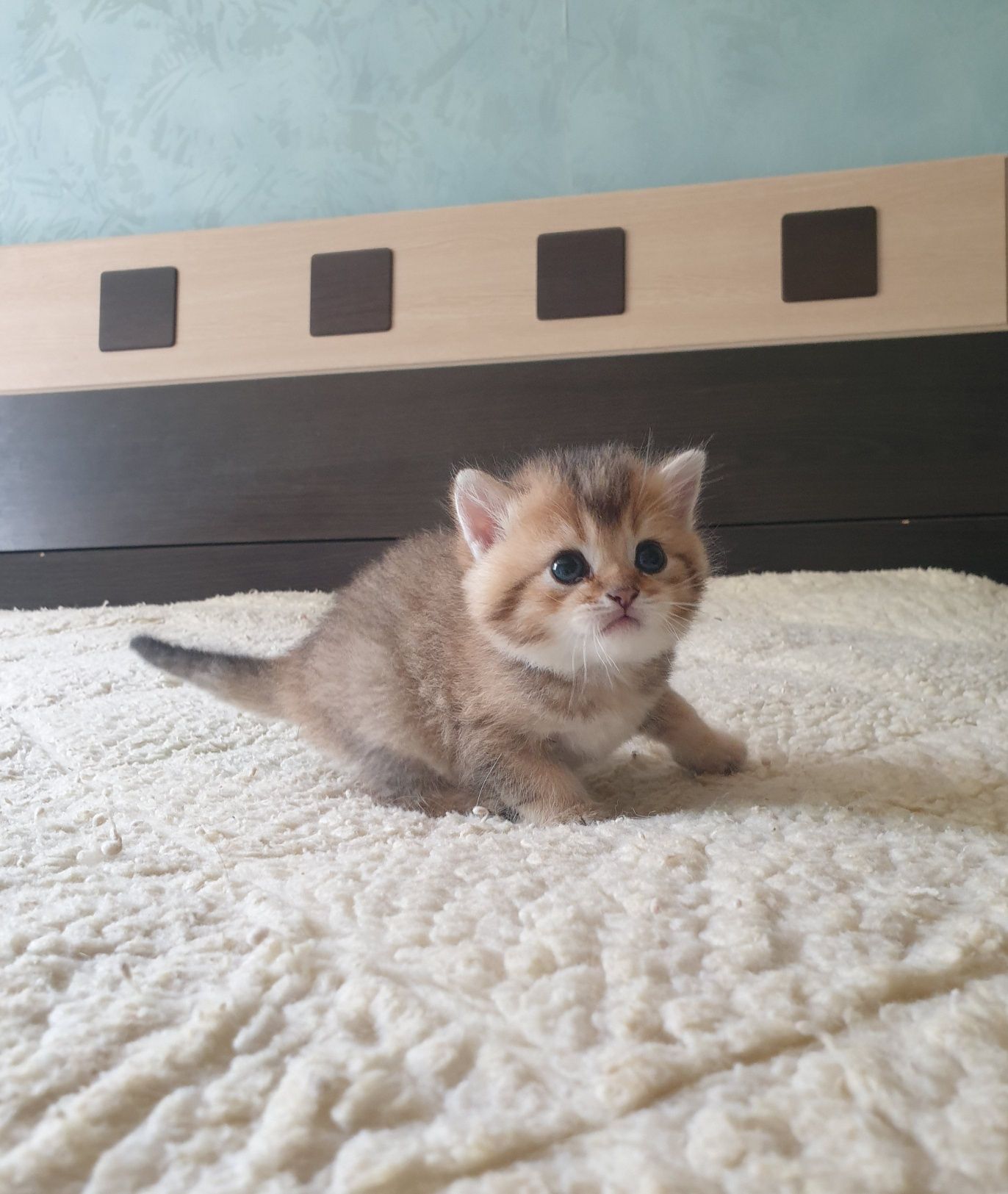 Британские котята