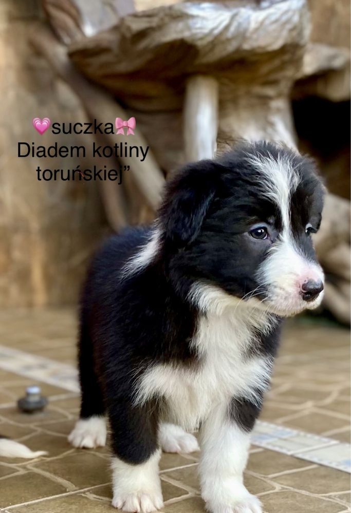 Szczenię Border collie - suczka z rodowodem