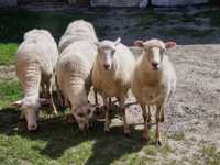 Sprzedam owcę z jagnięciem (owieczka)