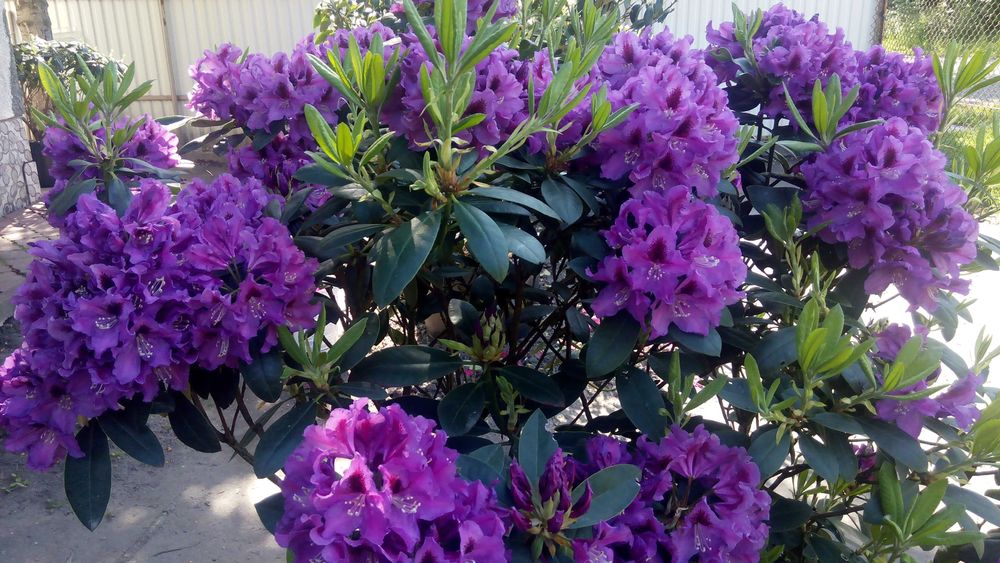 Рододендрон \Mogambo\ вис 120-140см\Крупномiр\12500гр.