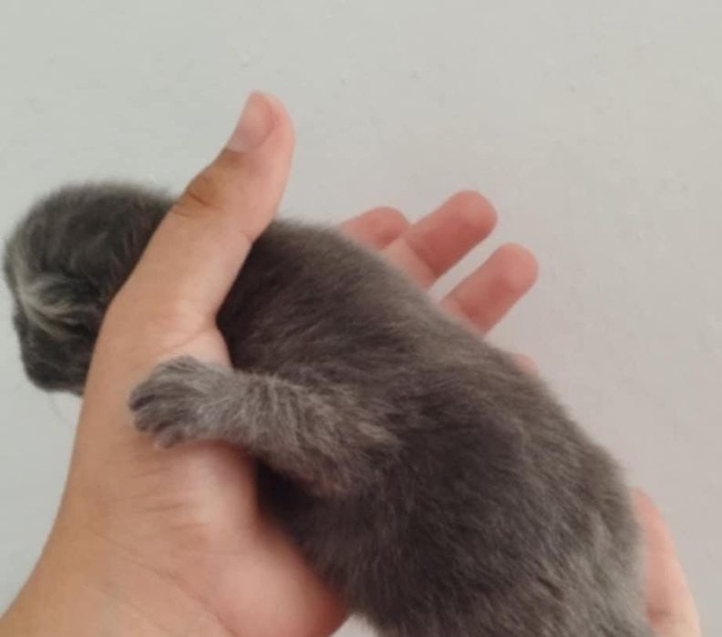 Scottish straight blue