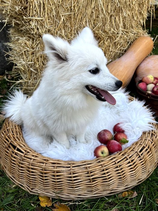 Щенки Японского Шпица.