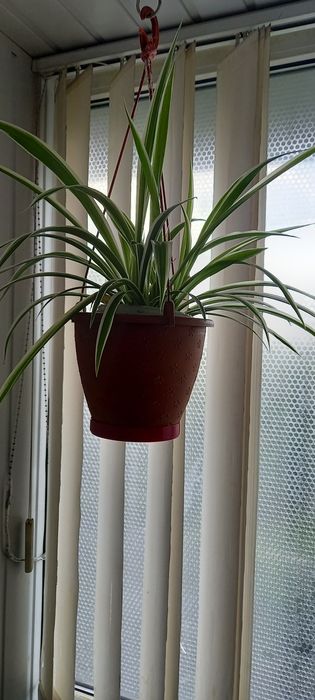 ХЛОРОФИТУМ .Денежное дерево," тещин язык"