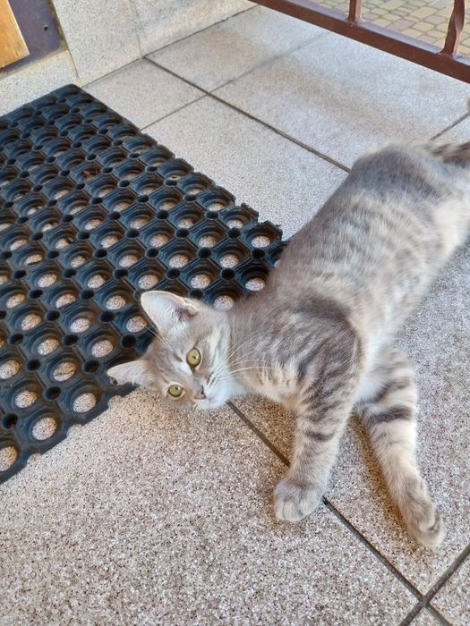 Котики чекають на дбайливого господаря