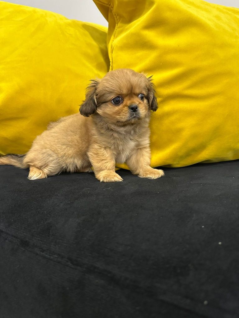 Pequines menino lindo