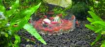 Neocaridina Red Fire