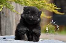 Pomeranian ZKwP FCI