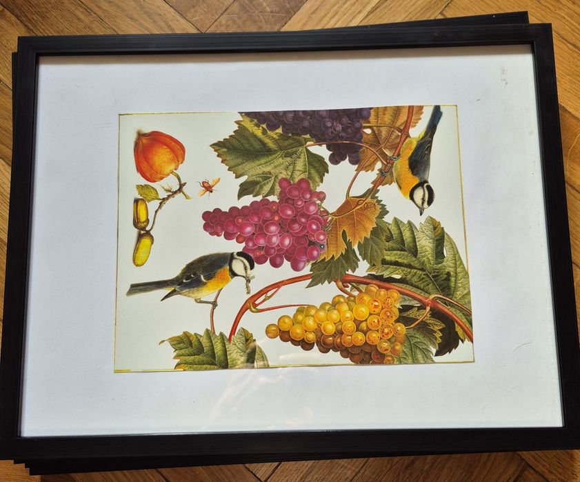 Obrazki w ramkach ze szkłem owoce