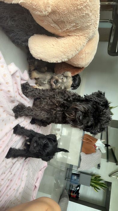 Sznaucer miniaturowy czarna sunia do odbioru