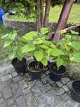 Catalpa sadzonka