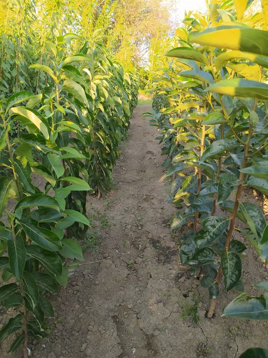 Хурма.  Щеплена хурма