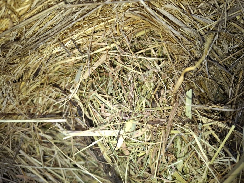 Sprzedam słomę , siano, sianokiszonke i zboże zyto