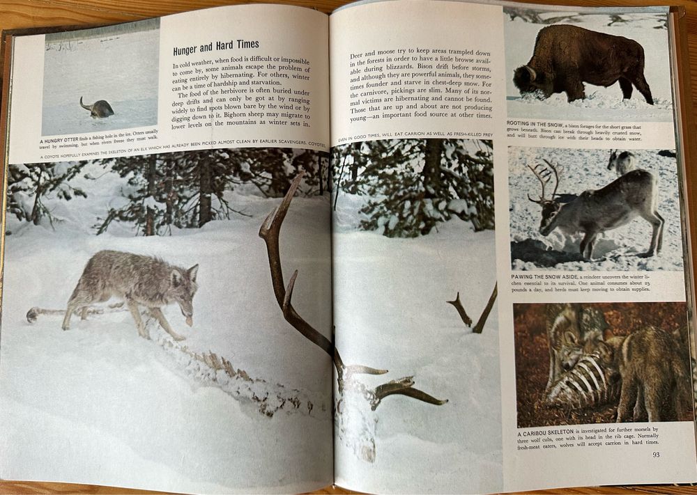 Livros amantes animais e natureza série life natural
