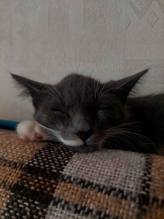 терміново кошеня в хороші руки