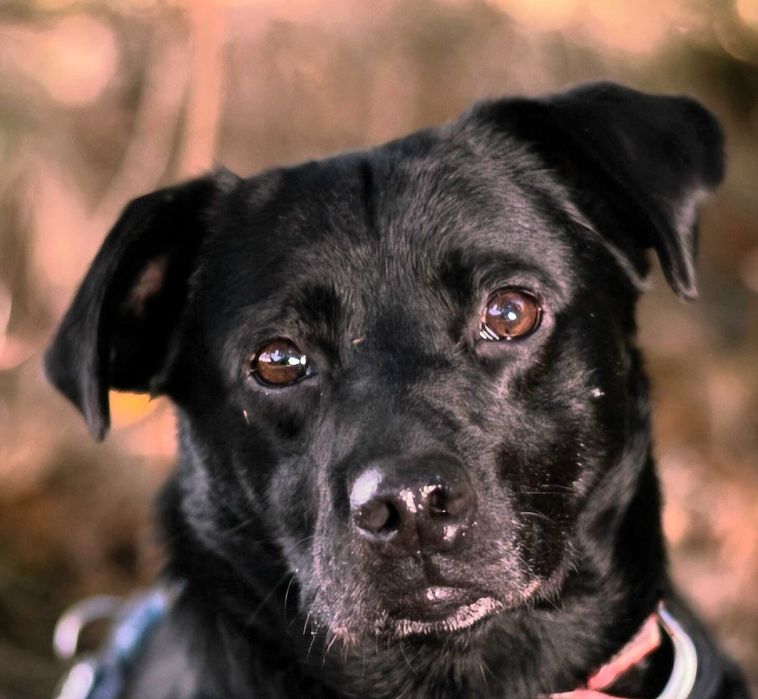 Stasio uroczy ,jak miniaturowy labradorek ADOPCJA