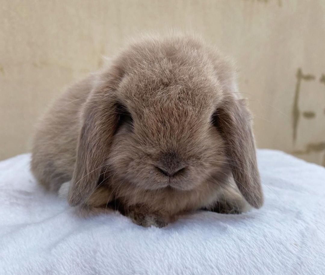 KIT Coelhos anões orelhudos, mini lop super inteligentes e dóceis