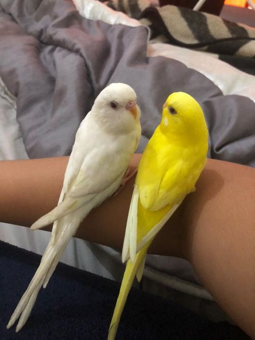 Periquitos domésticados/criados a mão